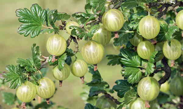 fruct amla (agrisa indiana)