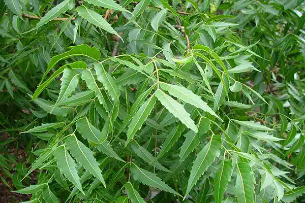 frunze neem
